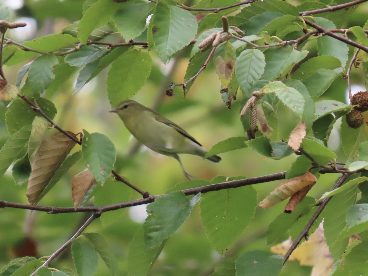 Tennessee Warbler - ML623961192