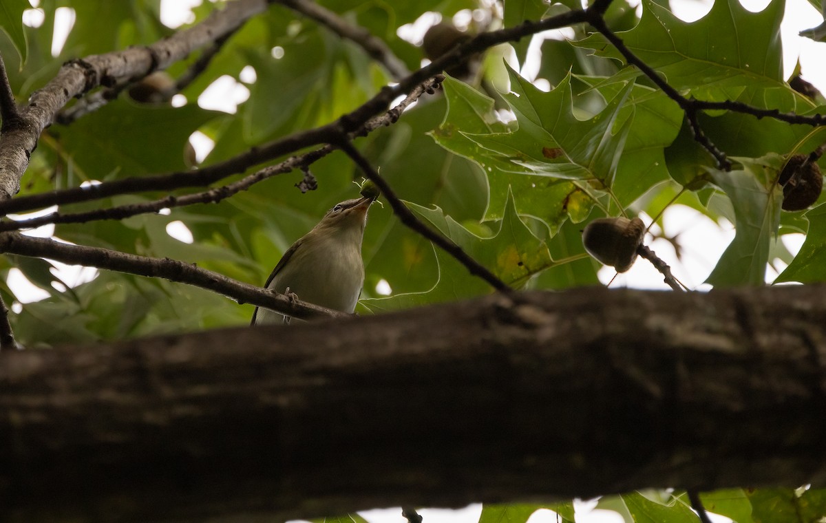 rødøyevireo - ML623961193