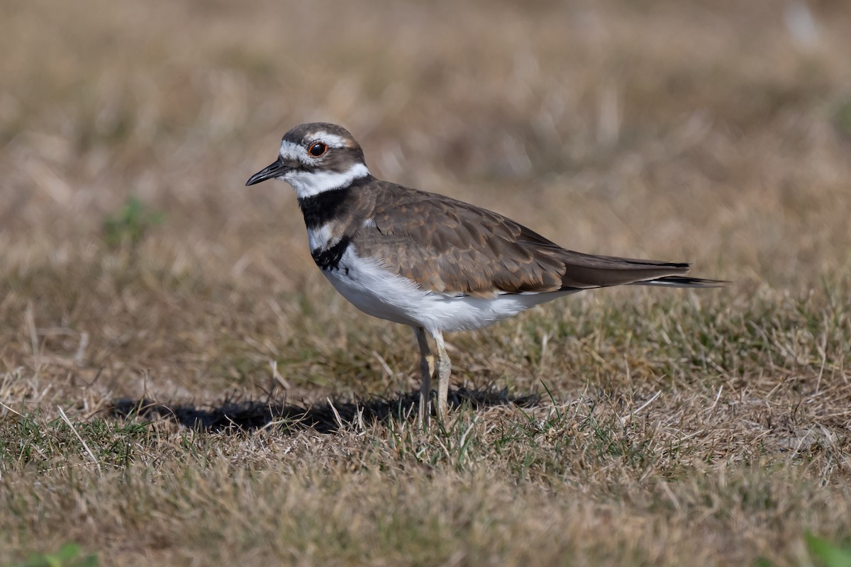 Killdeer - ML623961194