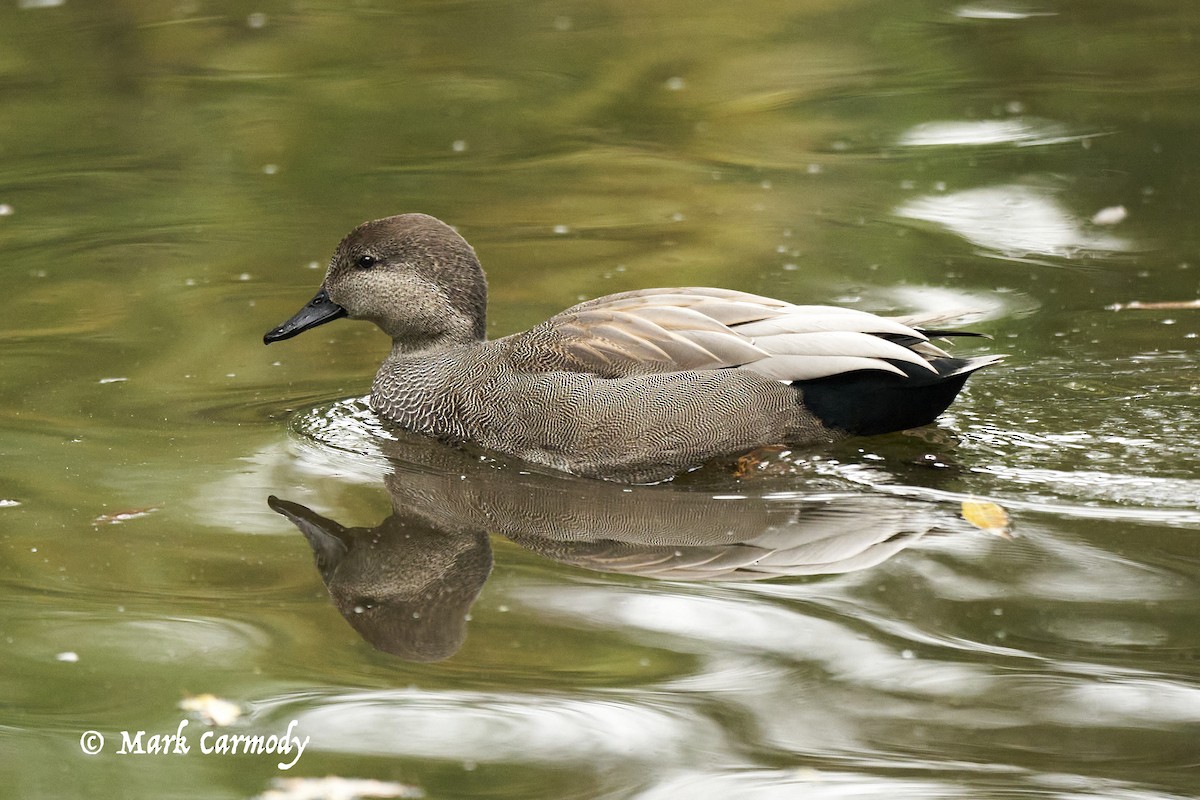 Gadwall - ML623961195