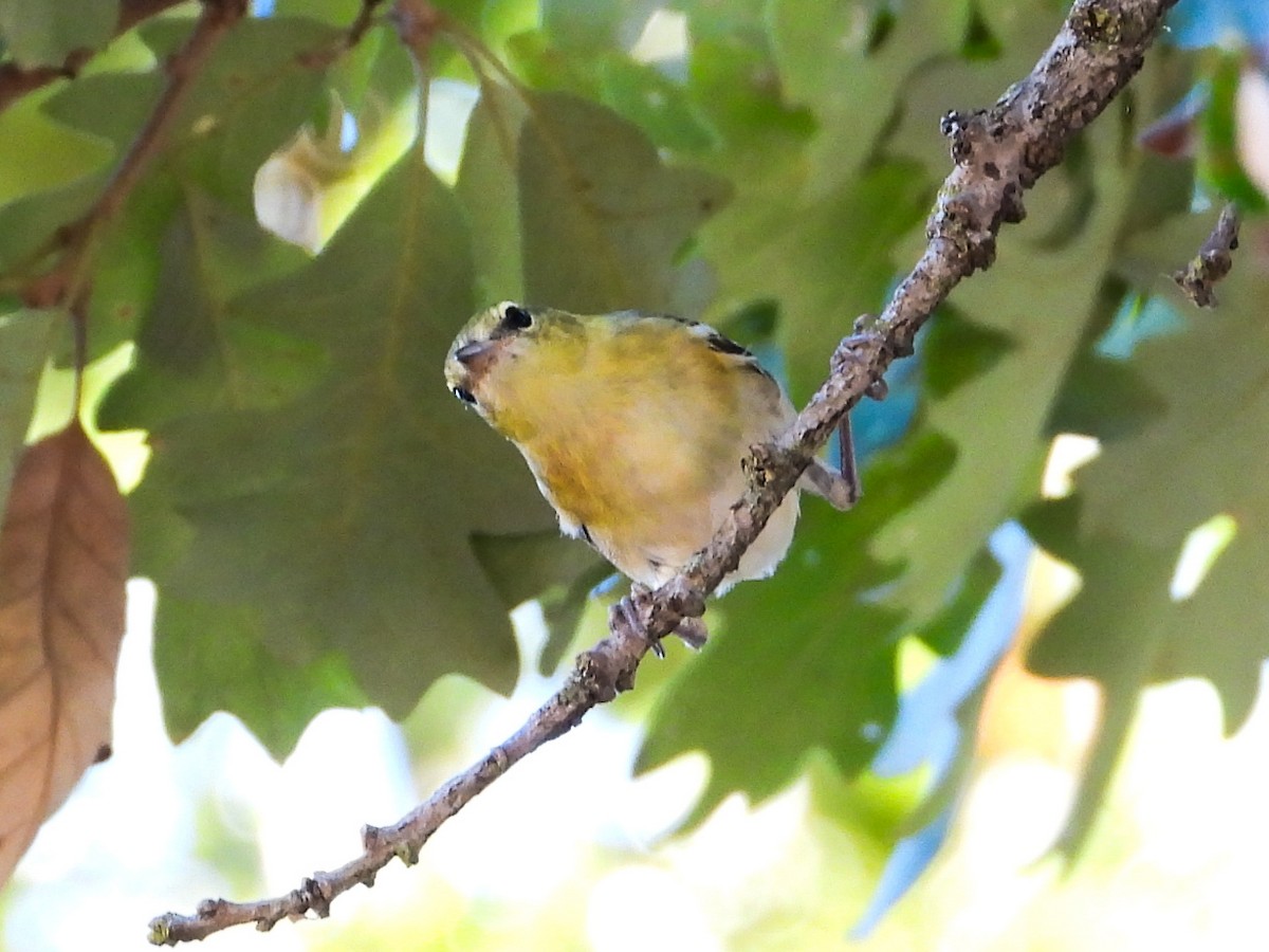 Bay-breasted Warbler - ML623961196