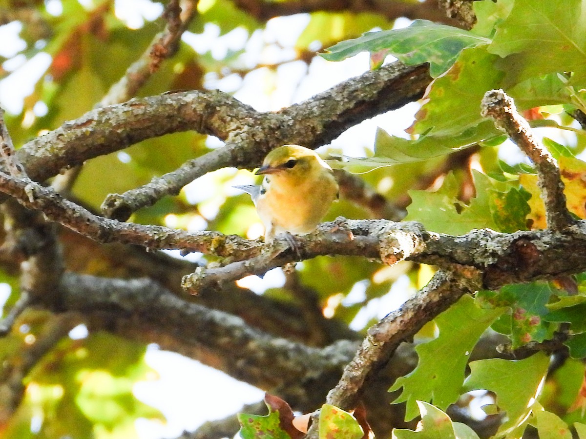 Bay-breasted Warbler - ML623961197