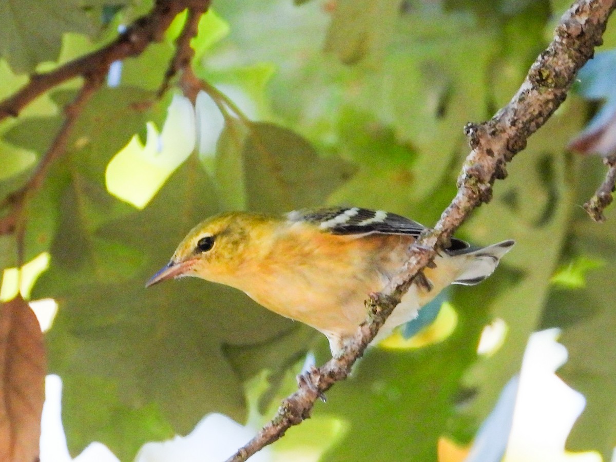 Bay-breasted Warbler - ML623961198