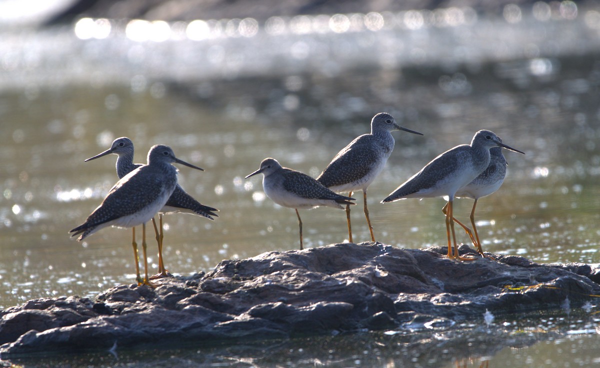 Greater Yellowlegs - ML623961199