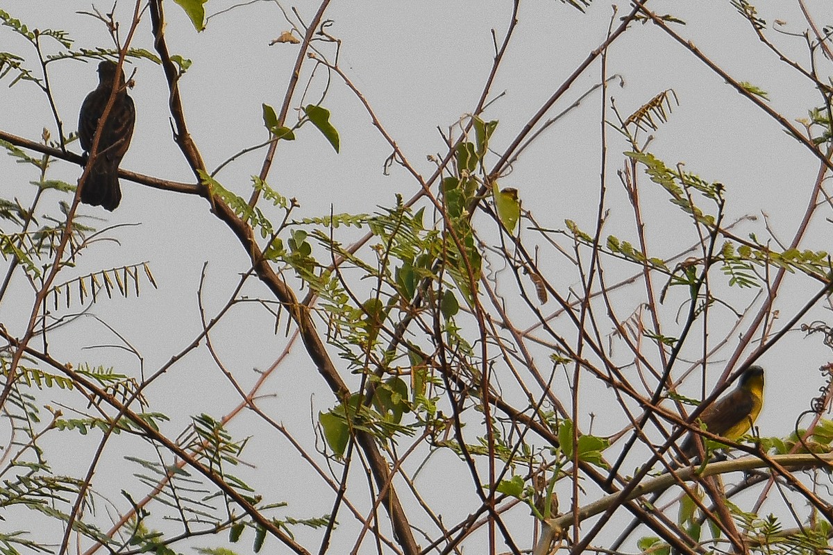 Unicolored Blackbird - ML623961200