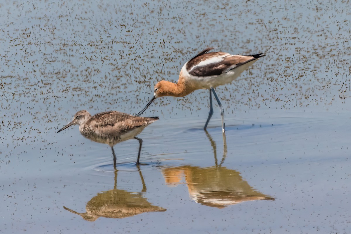 Avocette d'Amérique - ML623961202