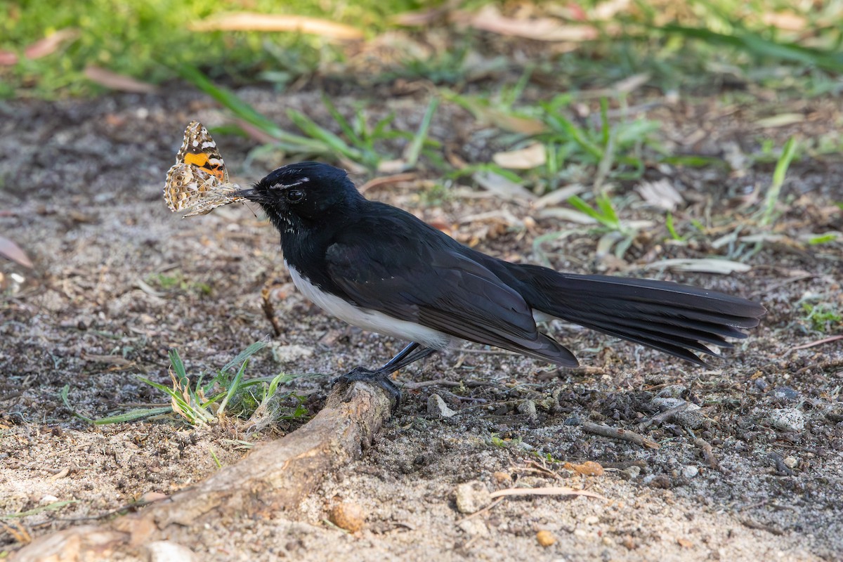 Willie-wagtail - ML623961206