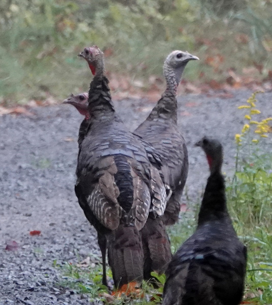 Wild Turkey - ML623961215