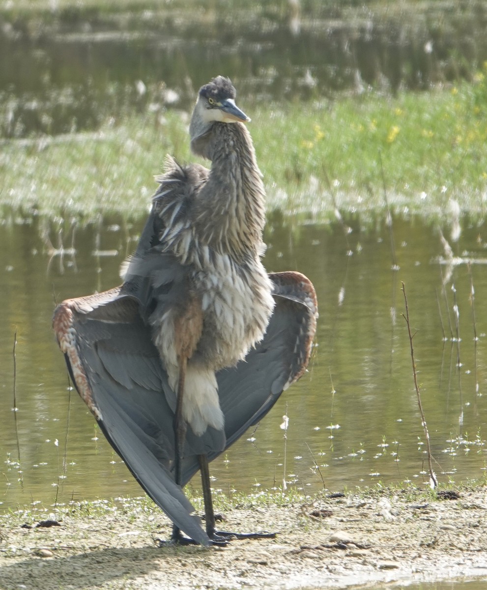 Great Blue Heron - ML623961216