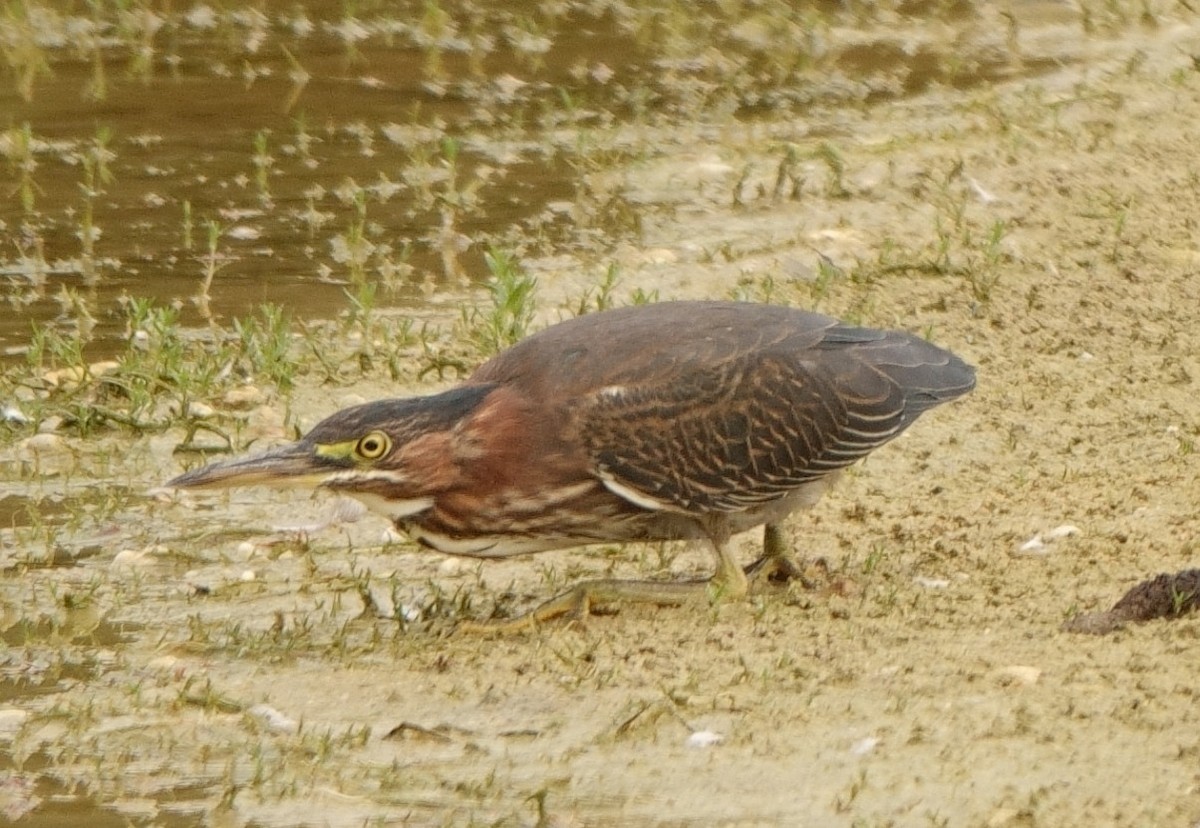 Green Heron - ML623961222