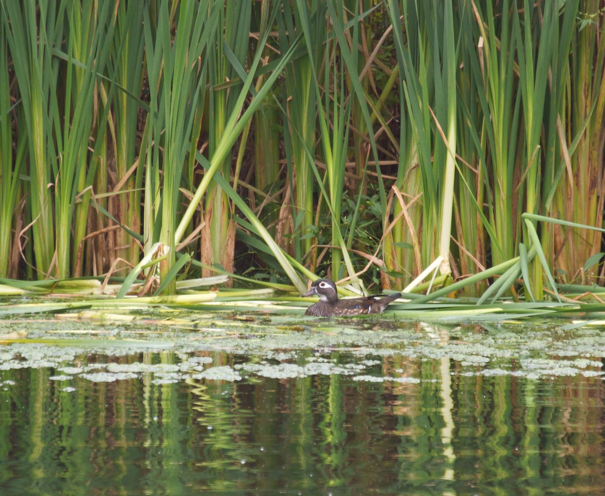 Wood Duck - ML623961223