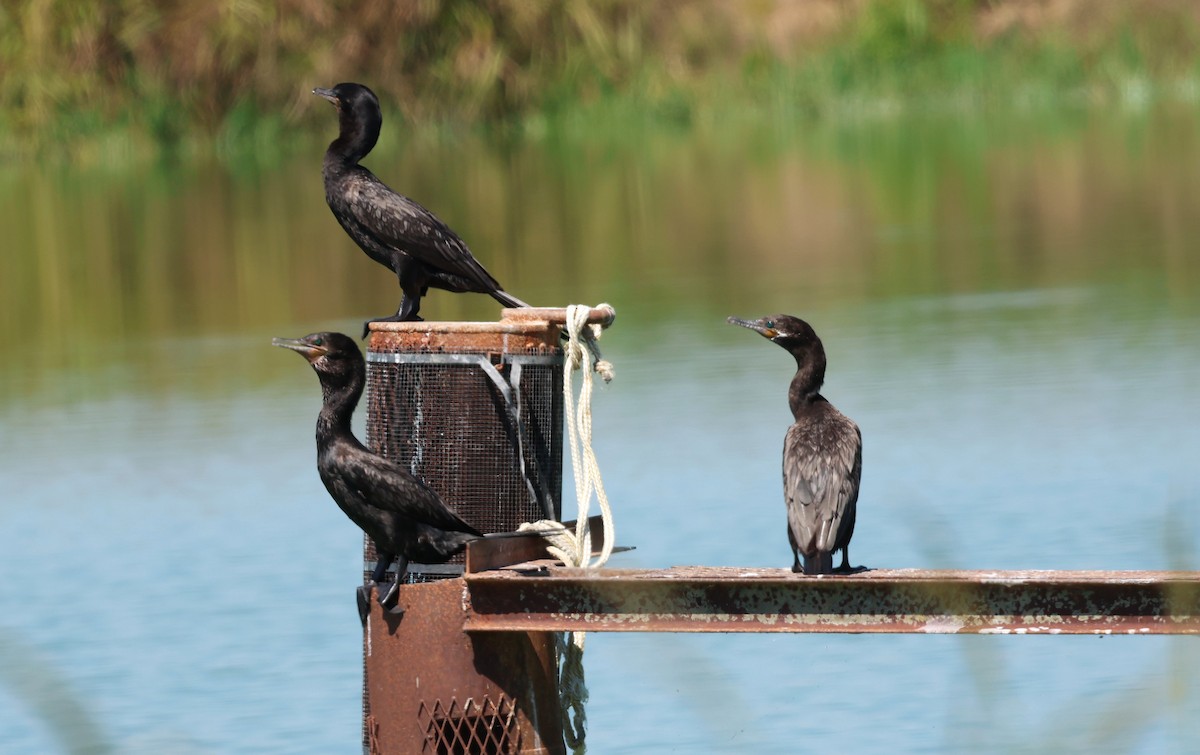 Neotropic Cormorant - Duncan  Fraser