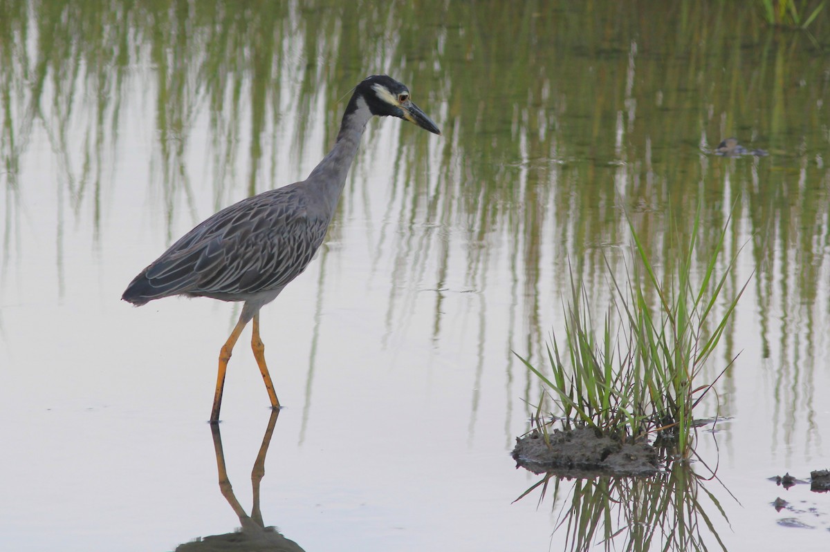 Yellow-crowned Night Heron - ML623961232