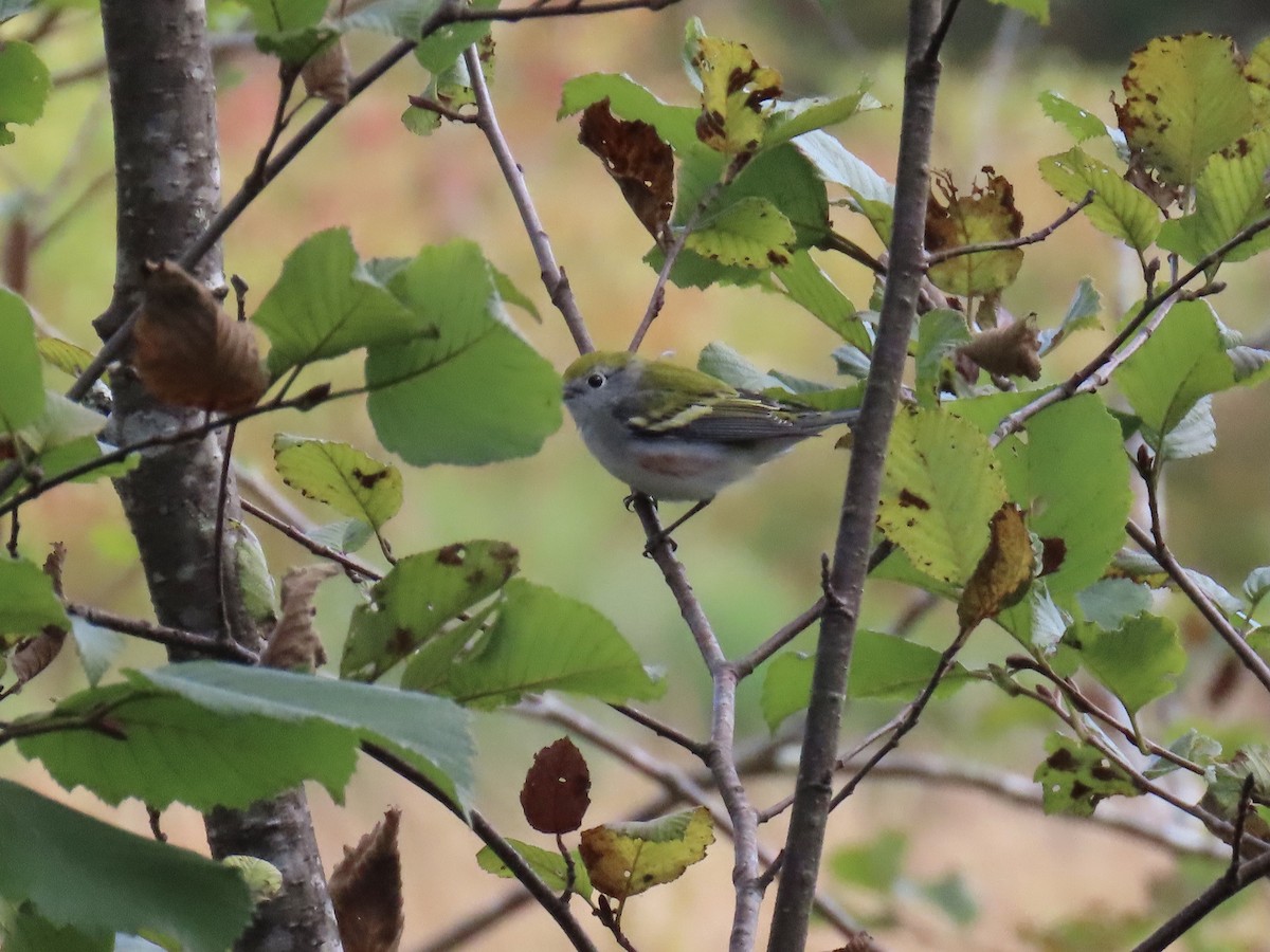 Chestnut-sided Warbler - ML623961239