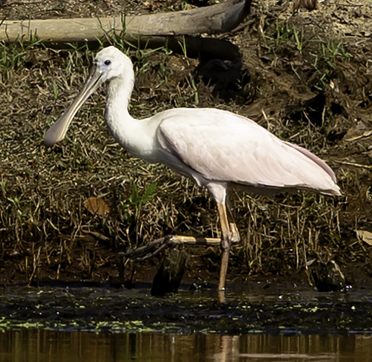 Roseate Spoonbill - ML623961241