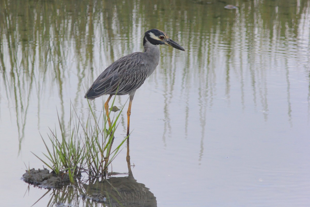 Yellow-crowned Night Heron - ML623961248