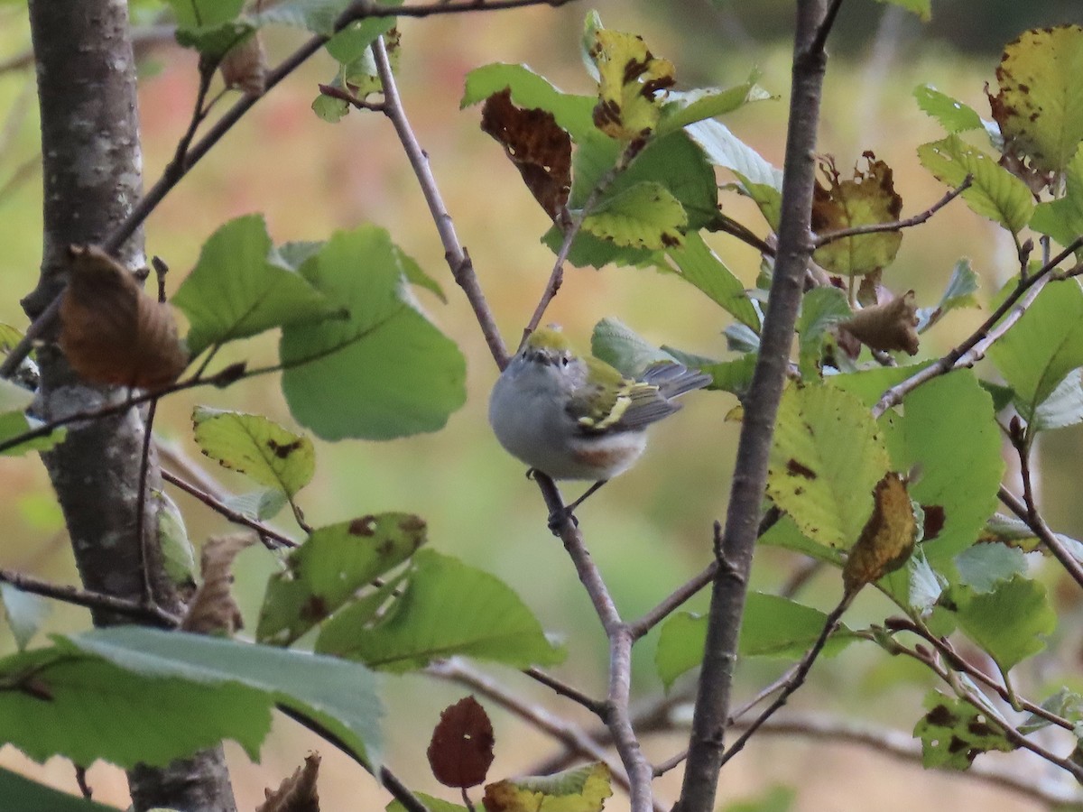 Chestnut-sided Warbler - ML623961249