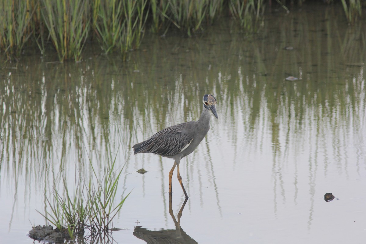 Yellow-crowned Night Heron - ML623961251