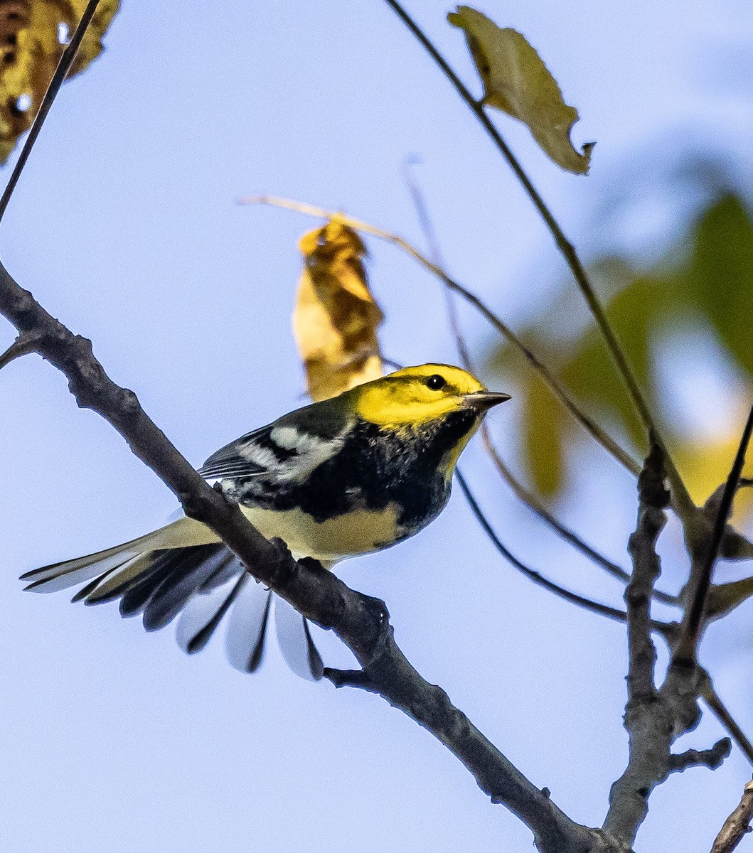 Black-throated Green Warbler - ML623961252