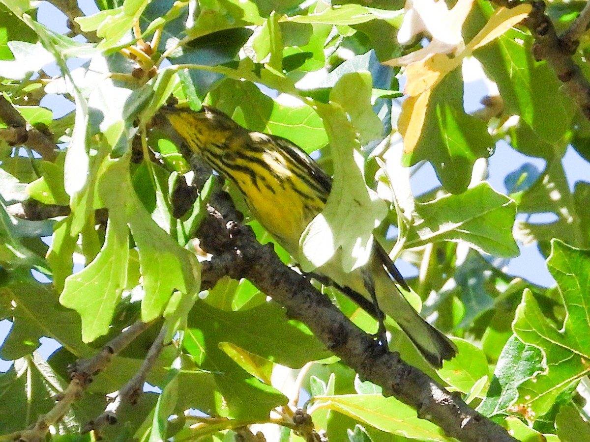 Cape May Warbler - ML623961253