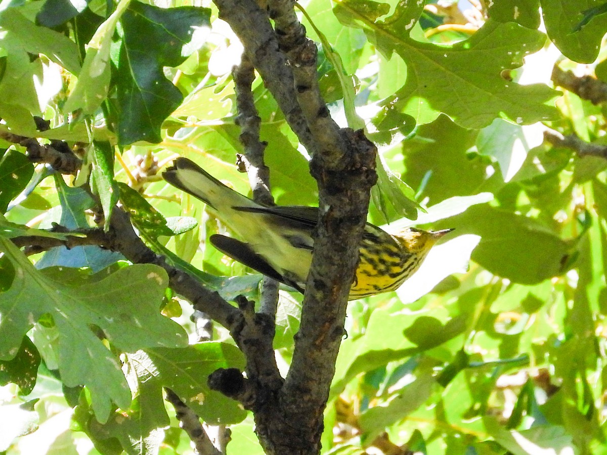 Cape May Warbler - ML623961254