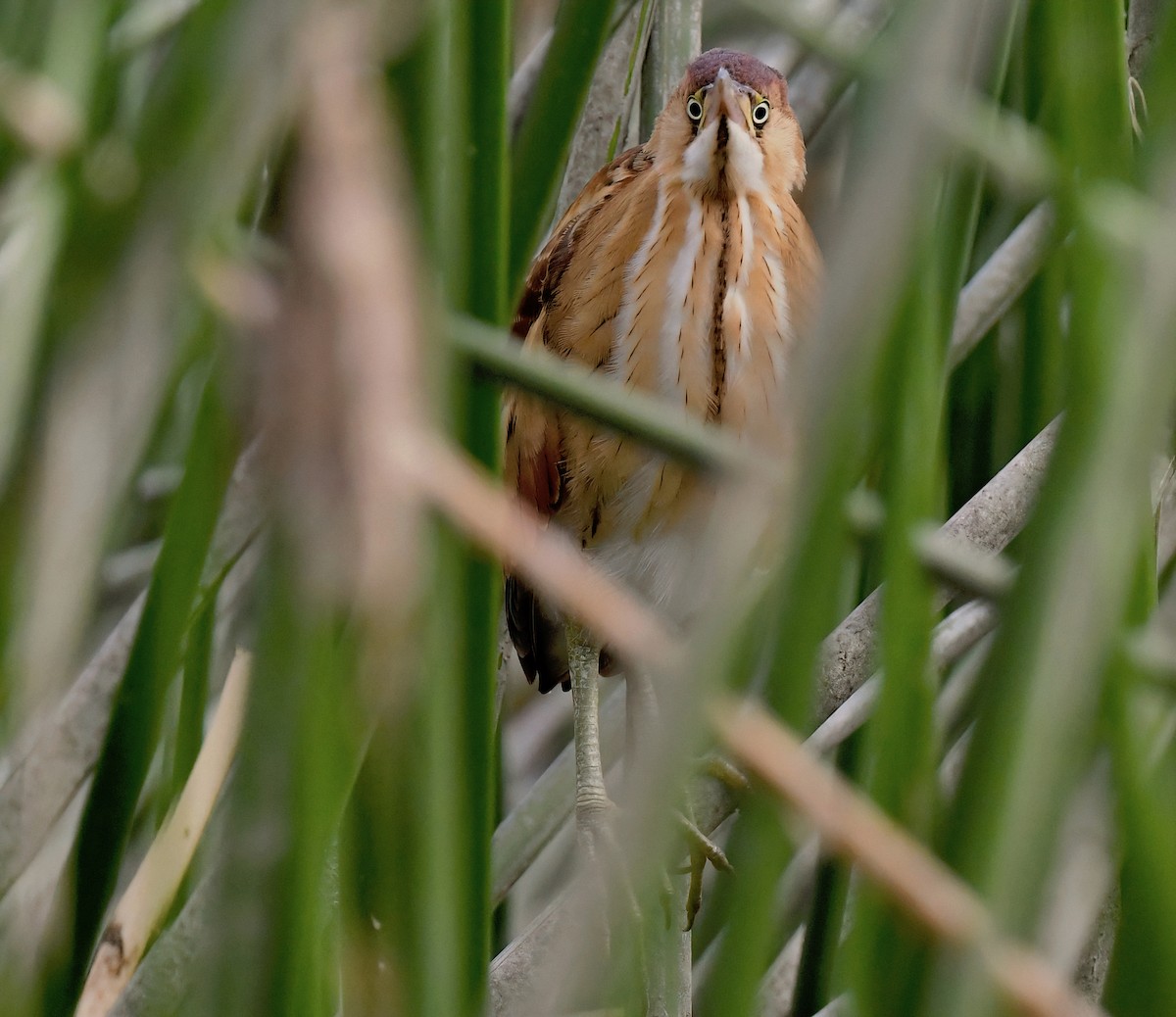 Least Bittern - ML623961255