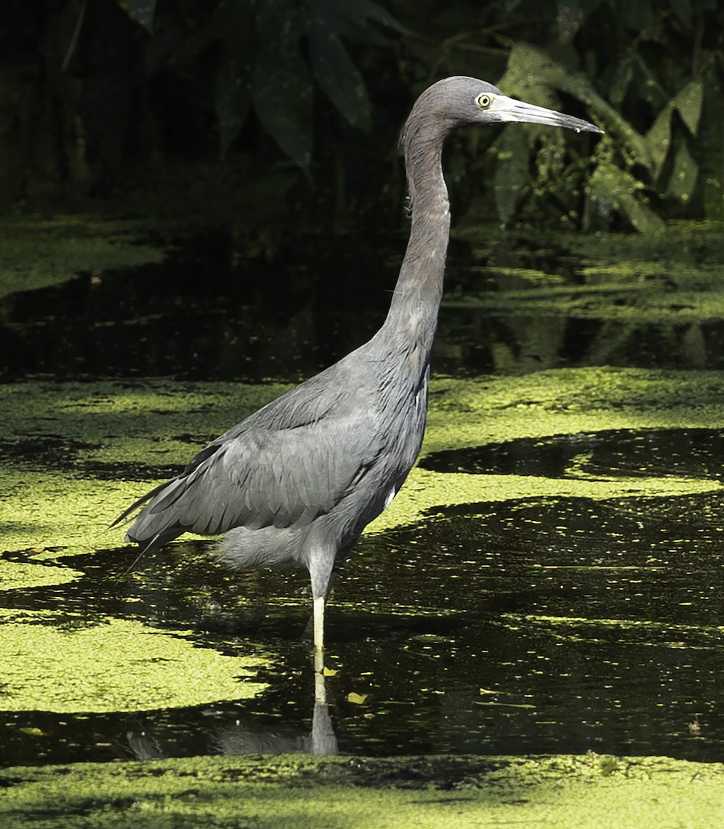 Little Blue Heron - ML623961256