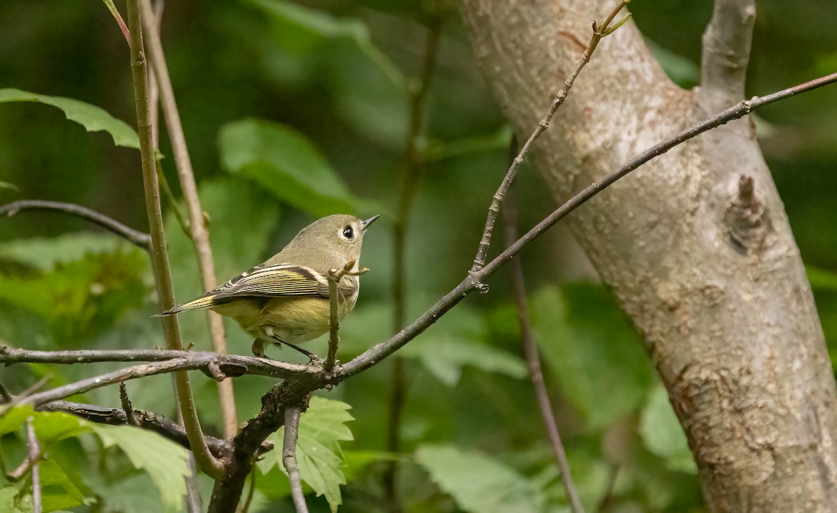 Ruby-crowned Kinglet - ML623961258