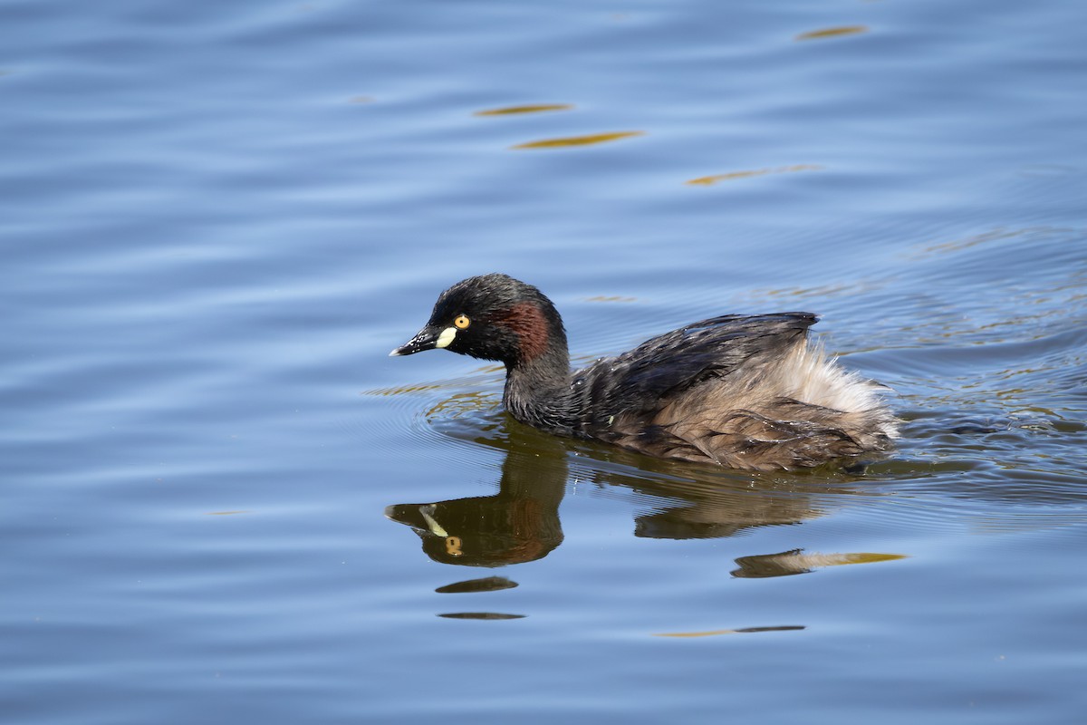 Australasian Grebe - ML623961259