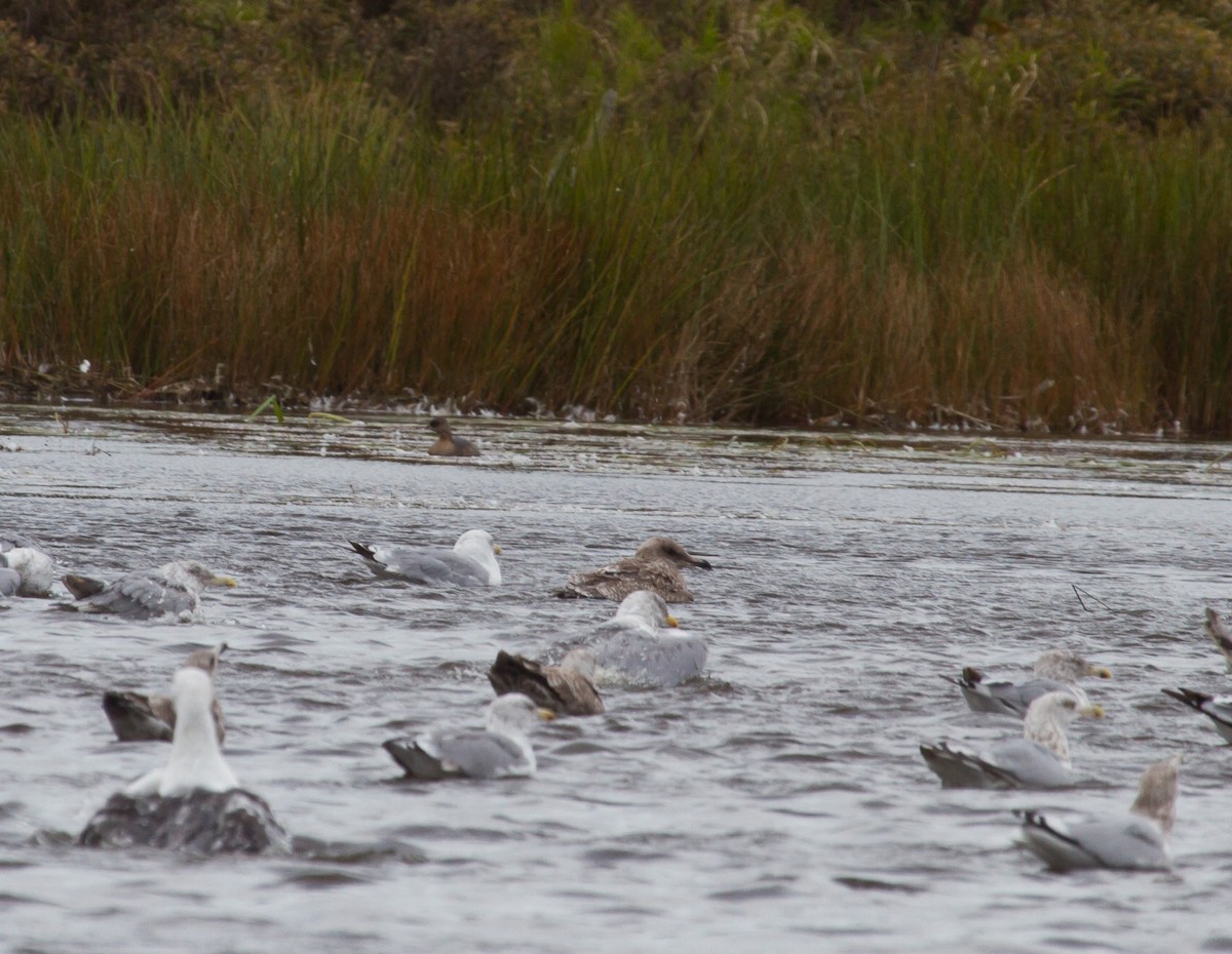 Pied-billed Grebe - ML623961261