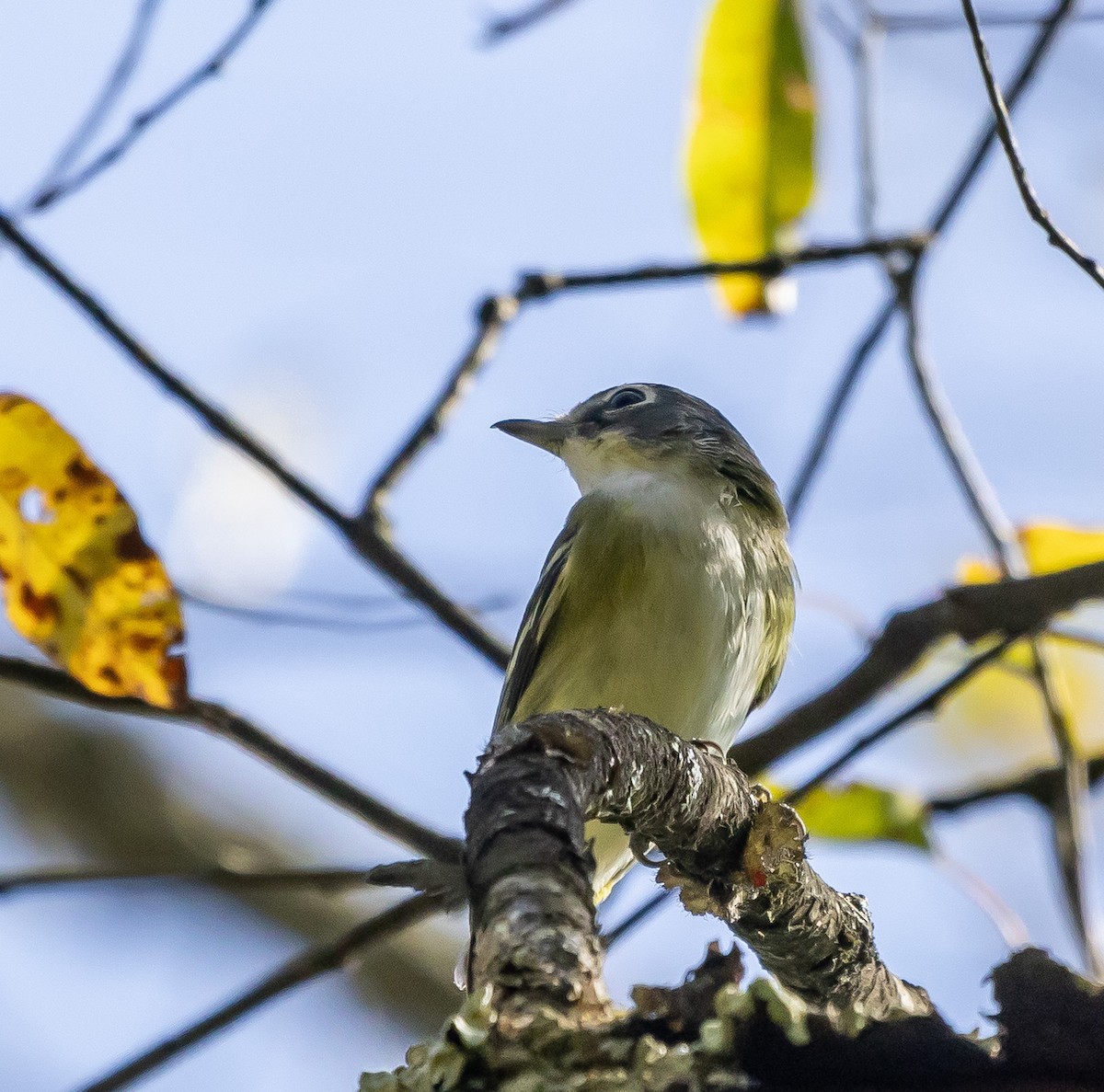 Blue-headed Vireo - Mark Strittmatter