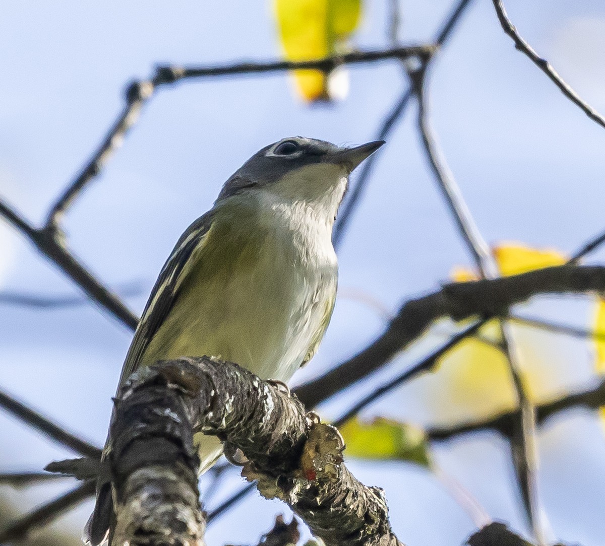 Blue-headed Vireo - ML623961270