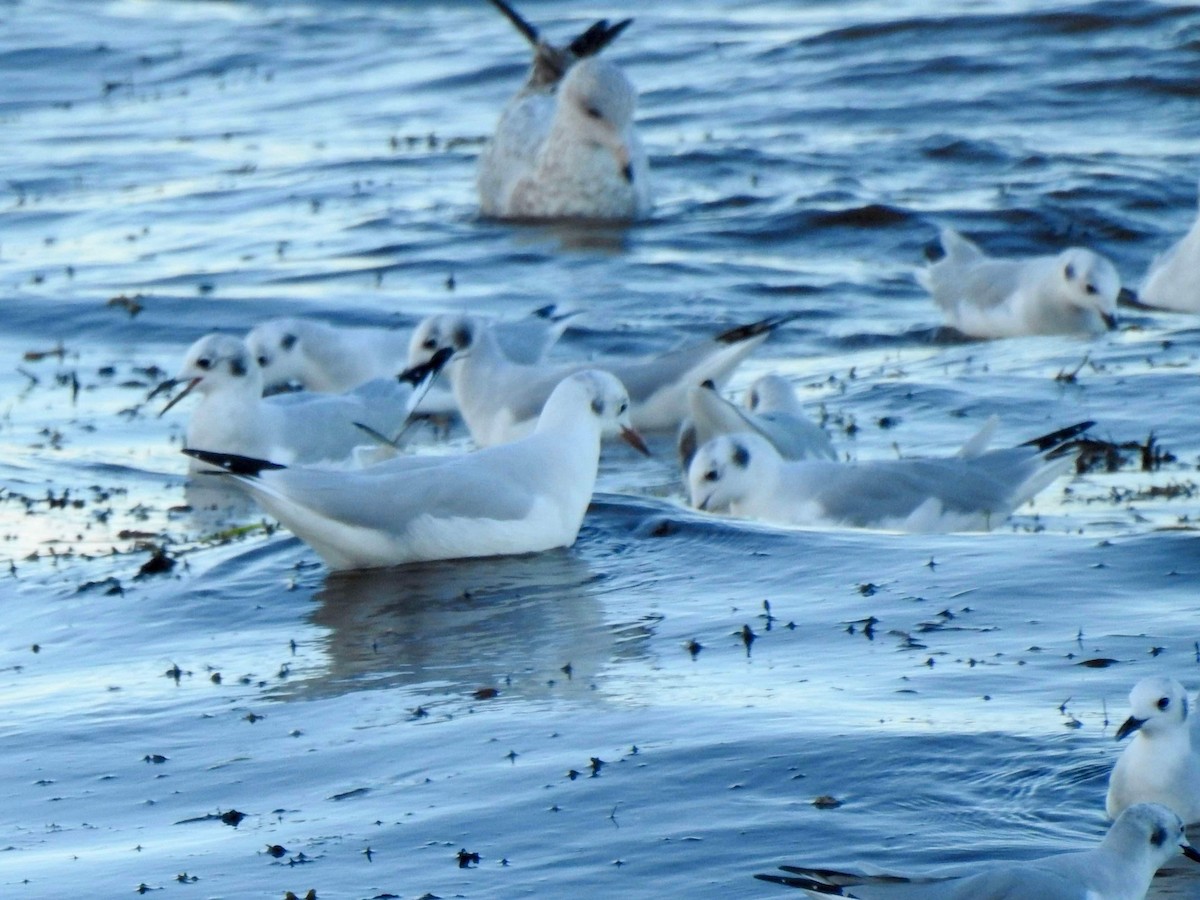 Black-headed Gull - Louise Duguay