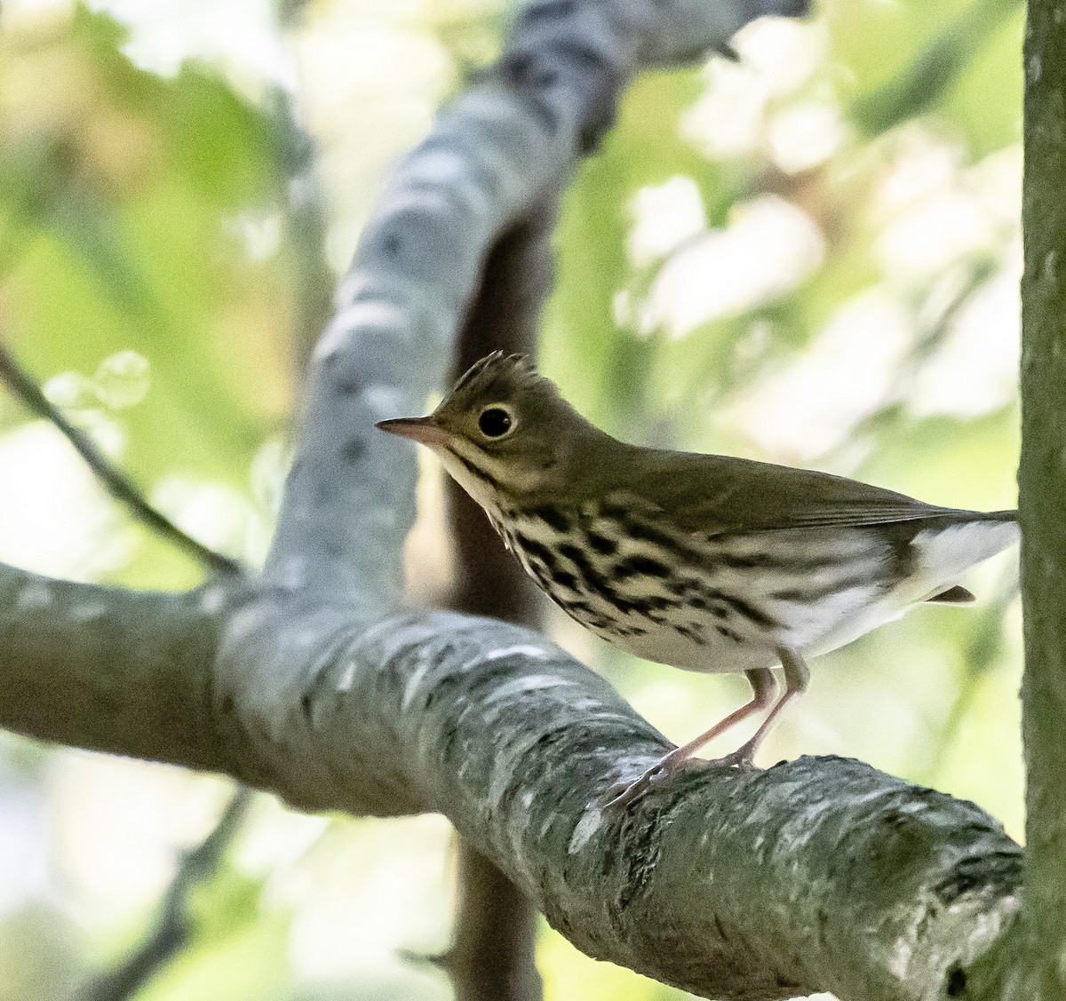 Ovenbird - ML623961291