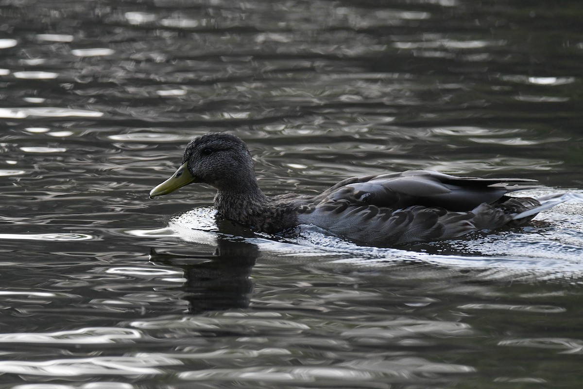 Canard colvert - ML623961292