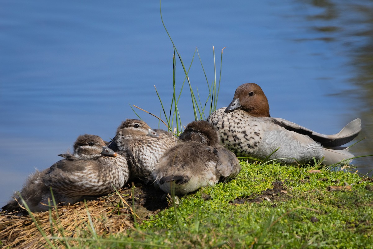 Canard à crinière - ML623961293