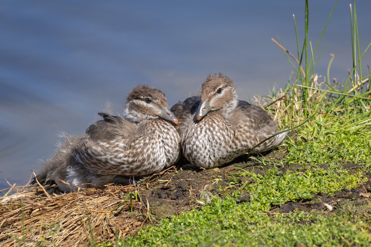 Canard à crinière - ML623961294