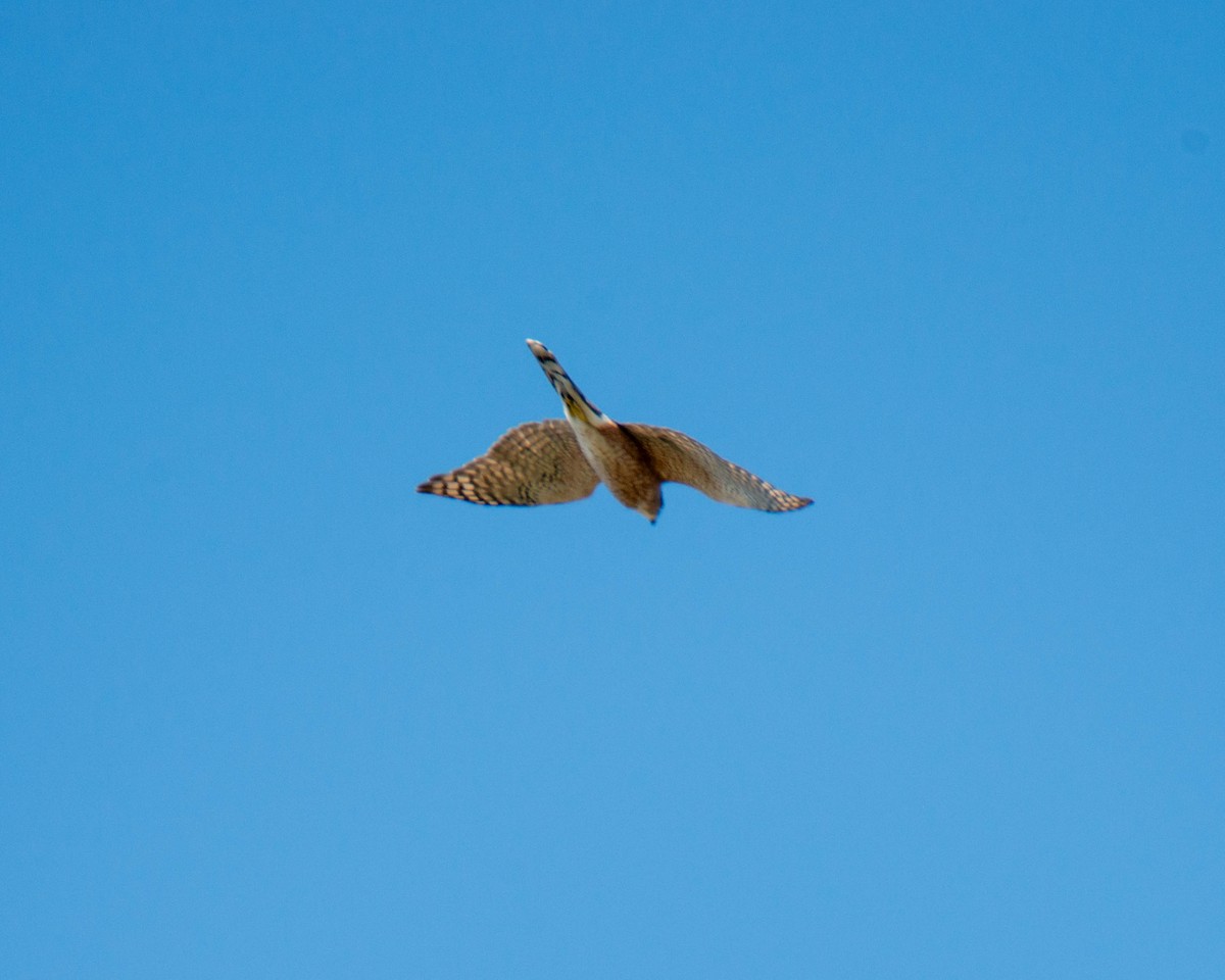 Sharp-shinned Hawk - ML623961297