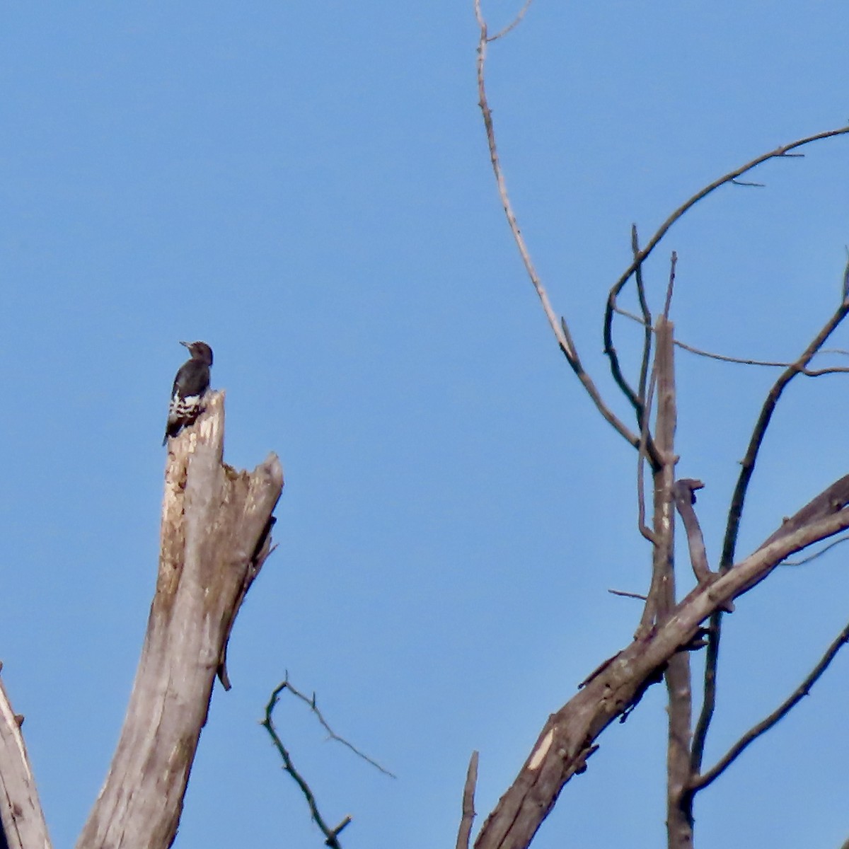 Red-headed Woodpecker - ML623961299