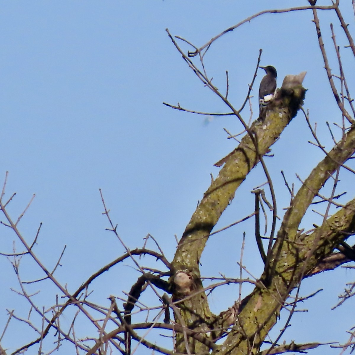 Red-headed Woodpecker - ML623961302