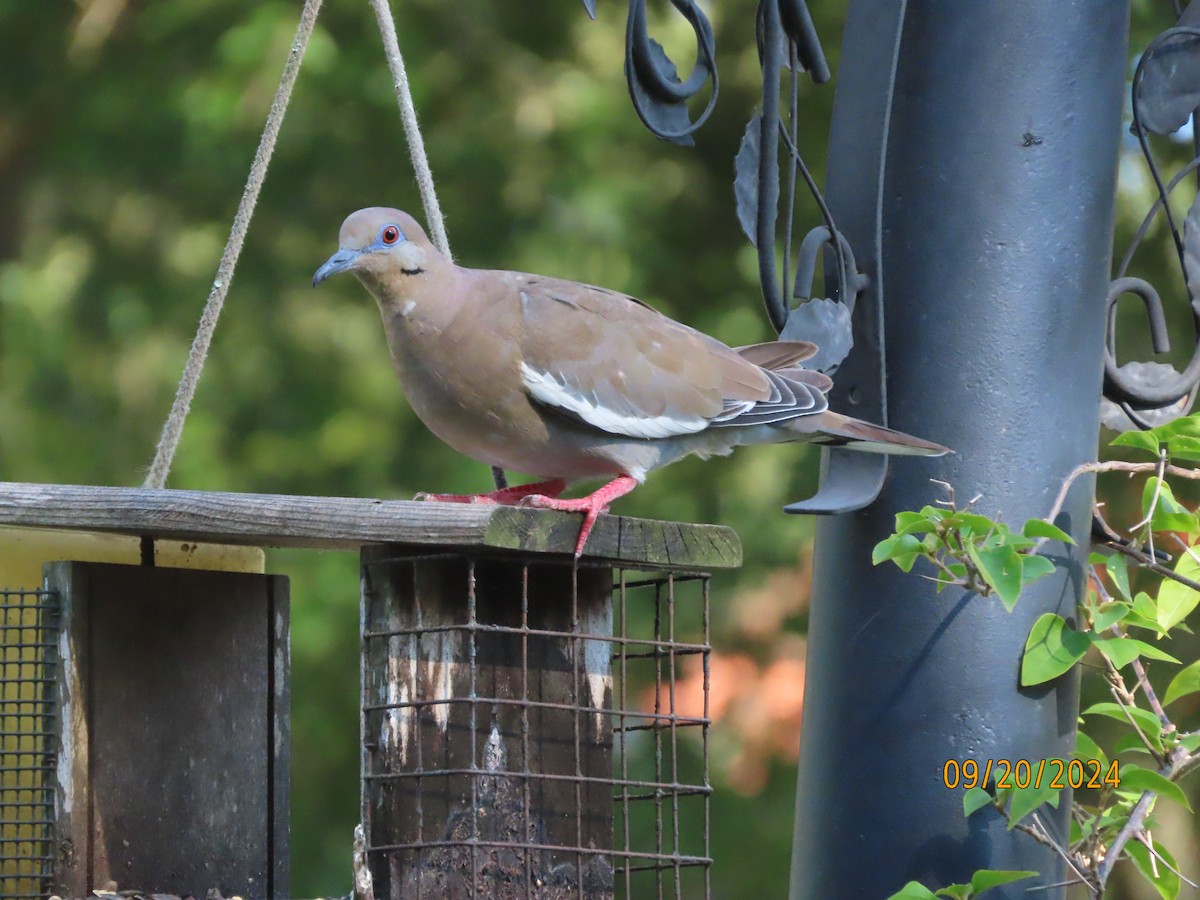 White-winged Dove - ML623961304