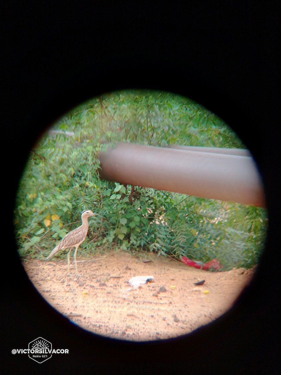 Double-striped Thick-knee - ML623961305