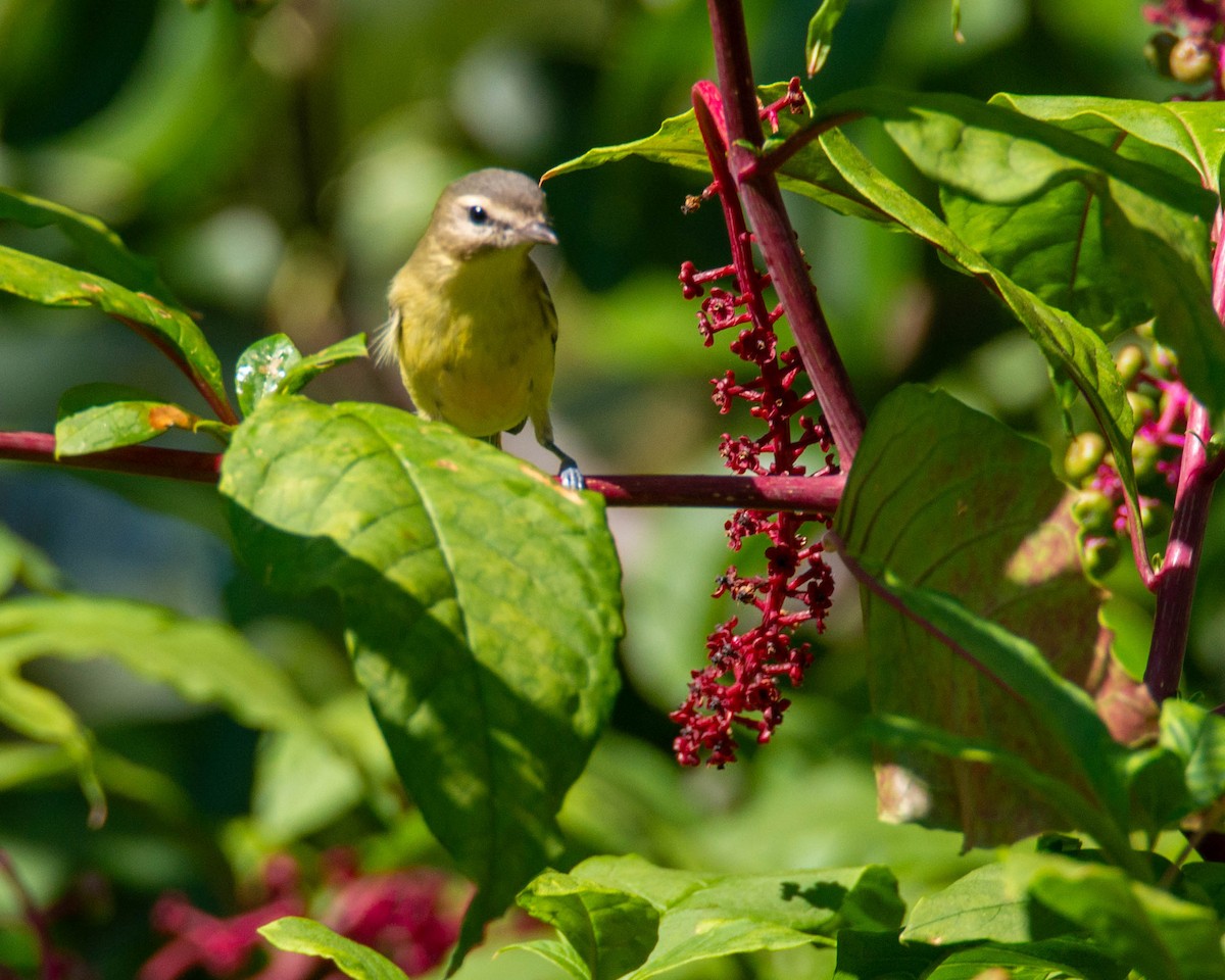 Philadelphia Vireo - ML623961308