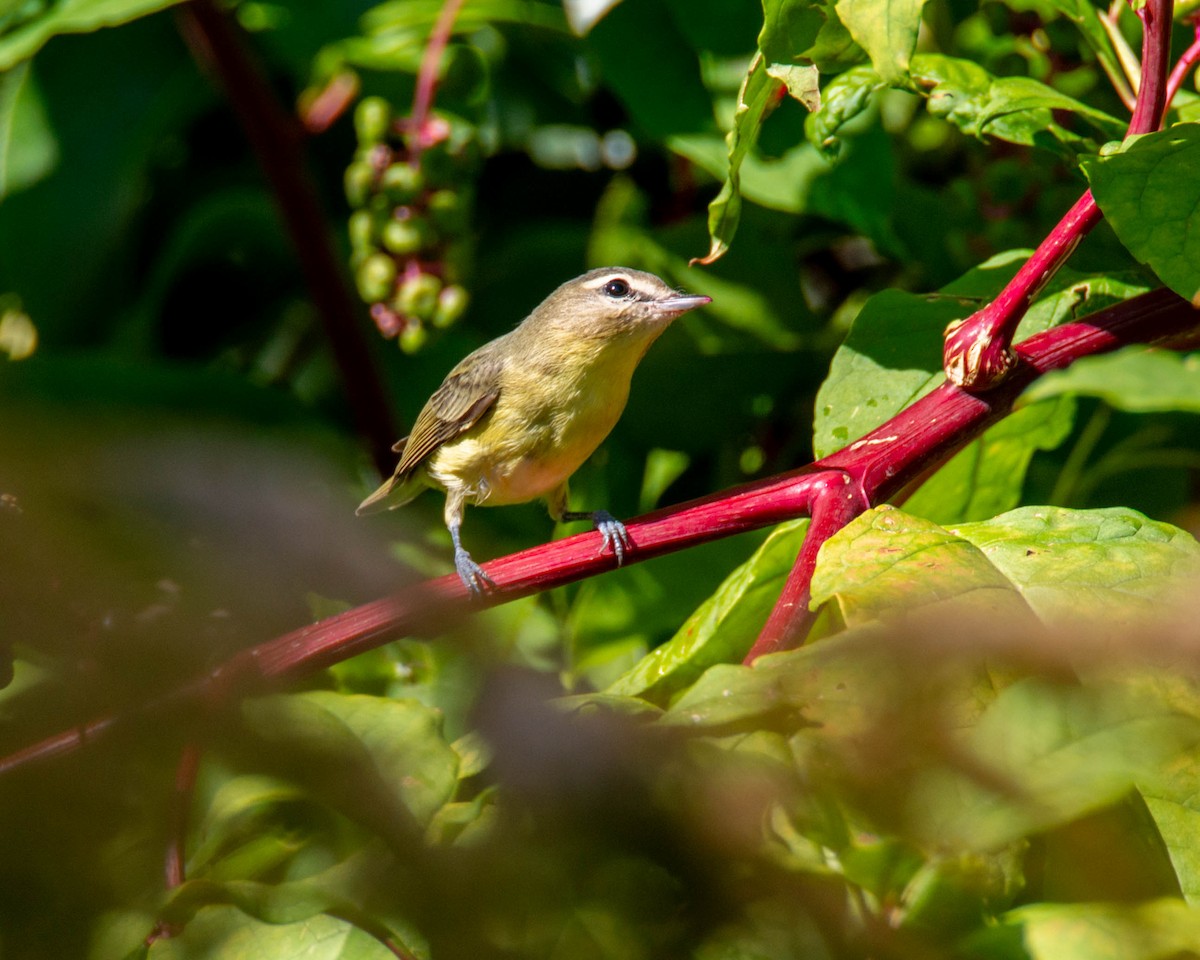 Philadelphia Vireo - Scott Judd