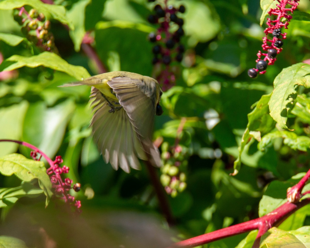 Philadelphia Vireo - ML623961310