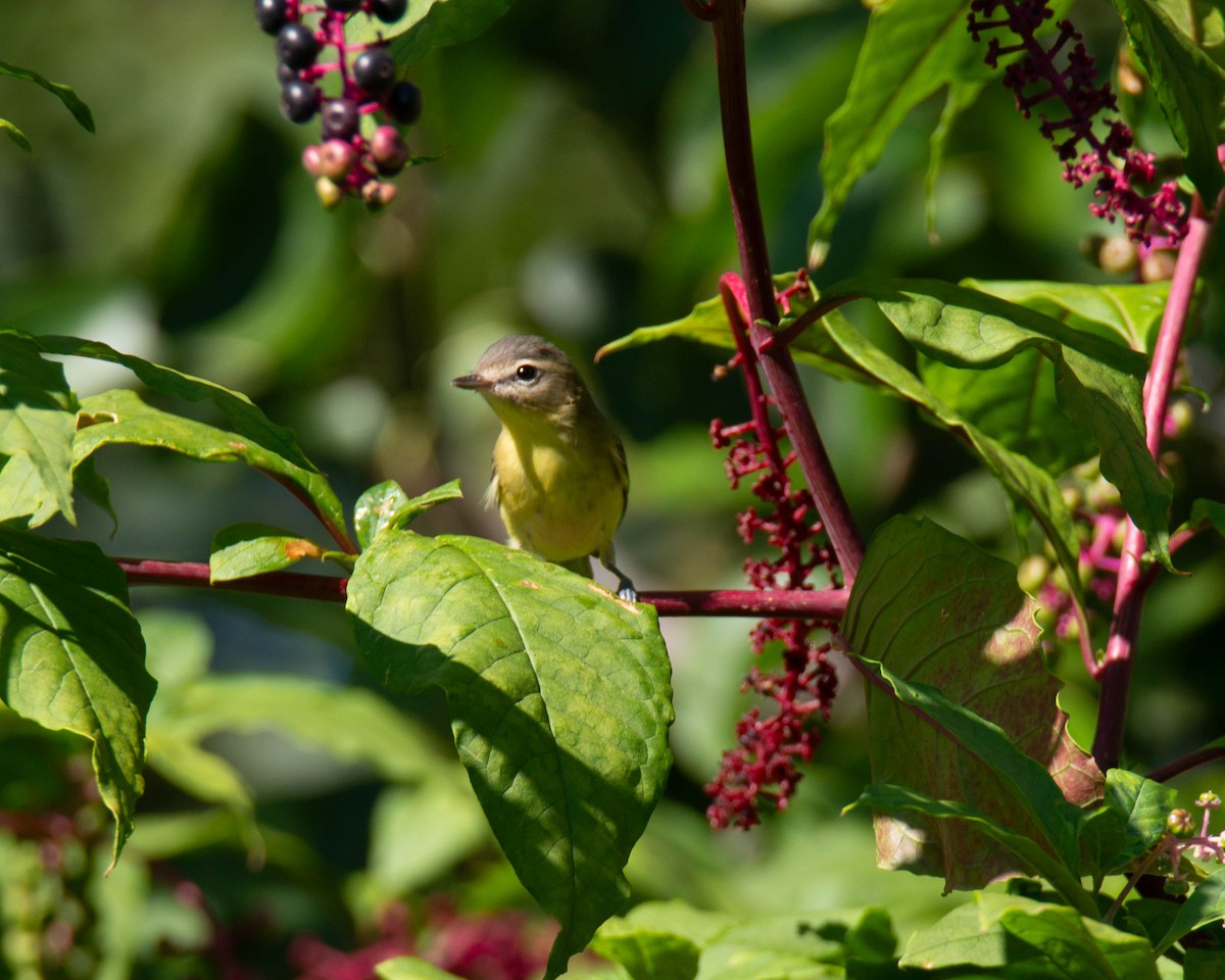 Philadelphia Vireo - ML623961311