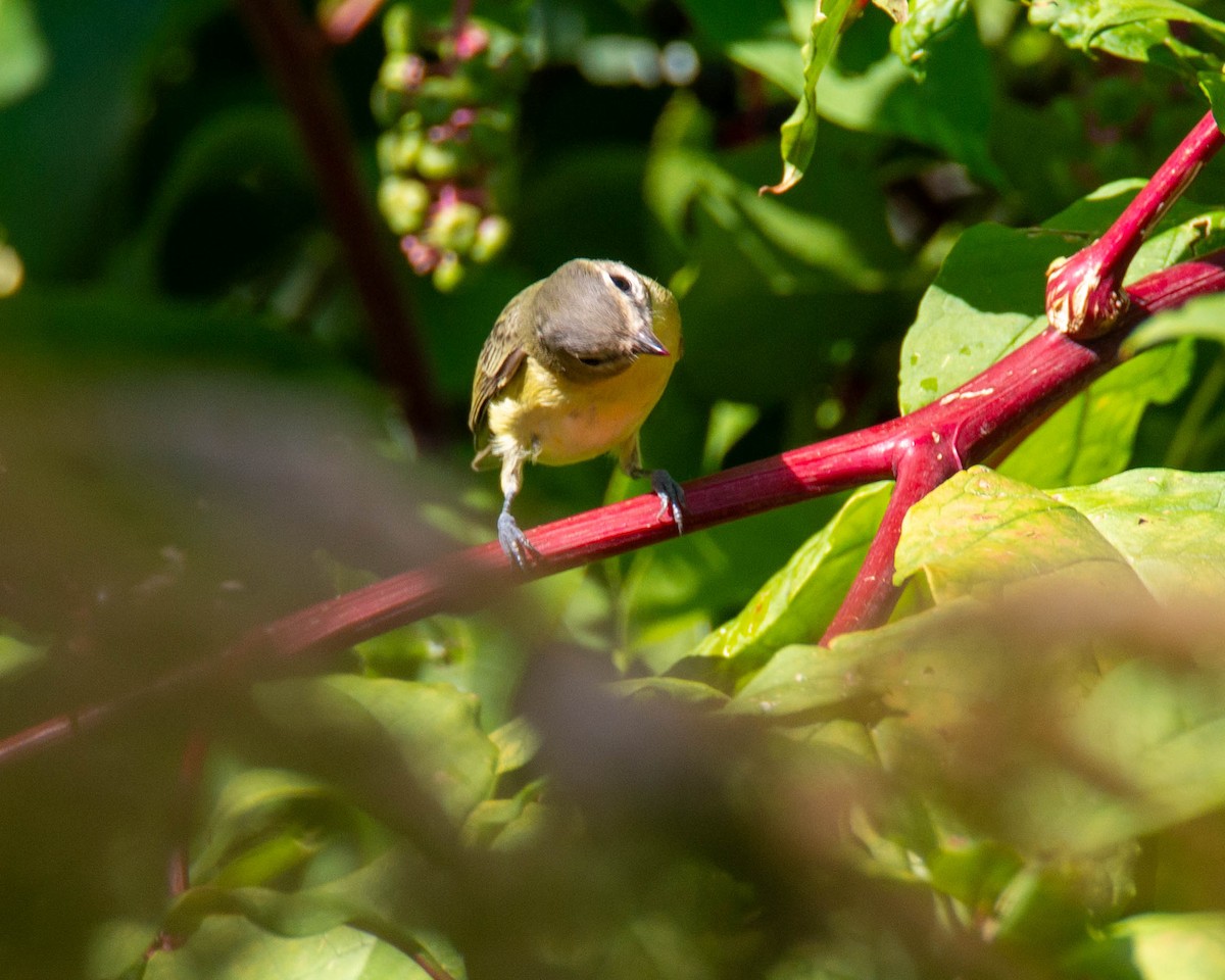 Philadelphia Vireo - ML623961312