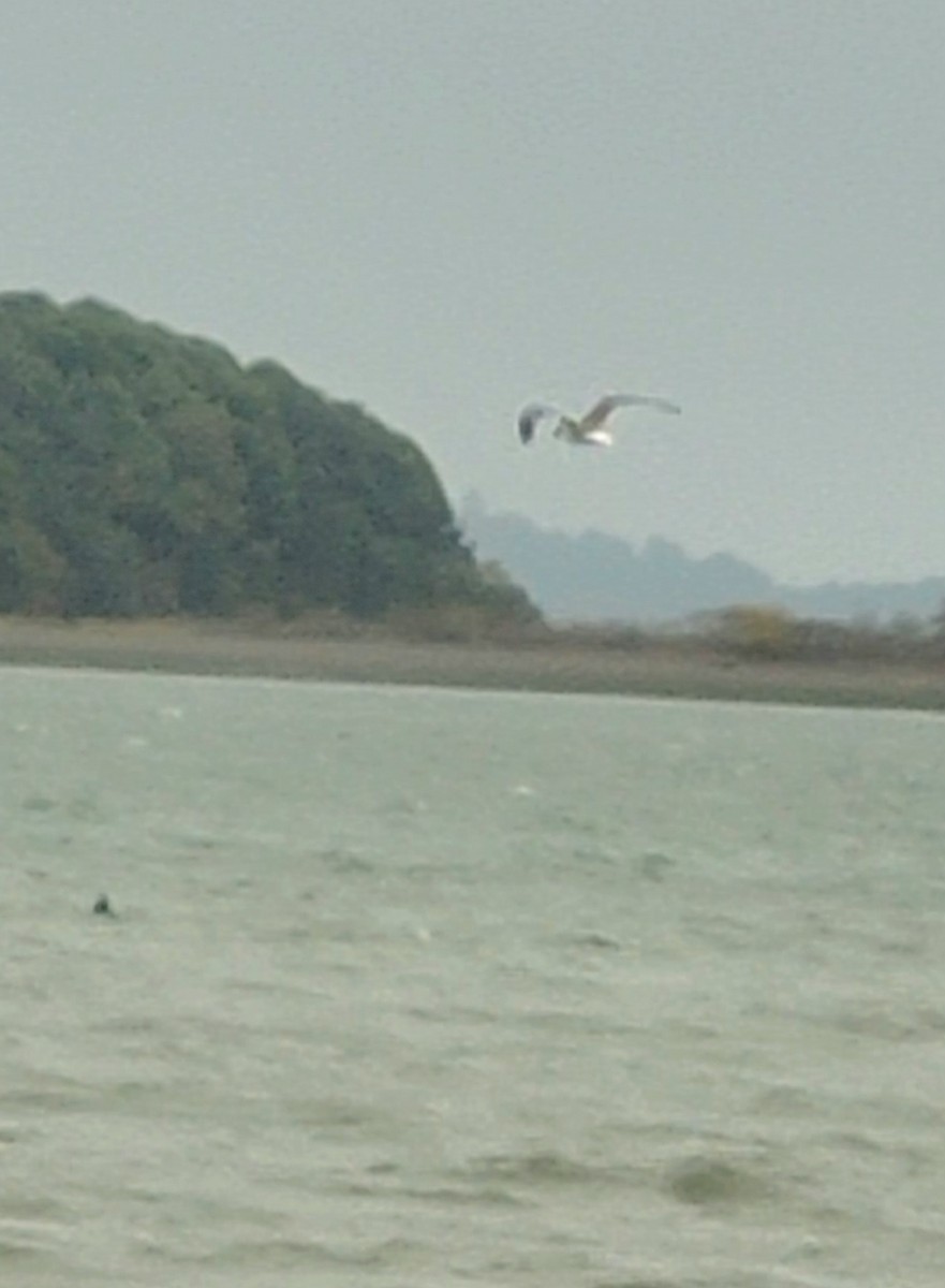 Gaviota Guanaguanare - ML623961314