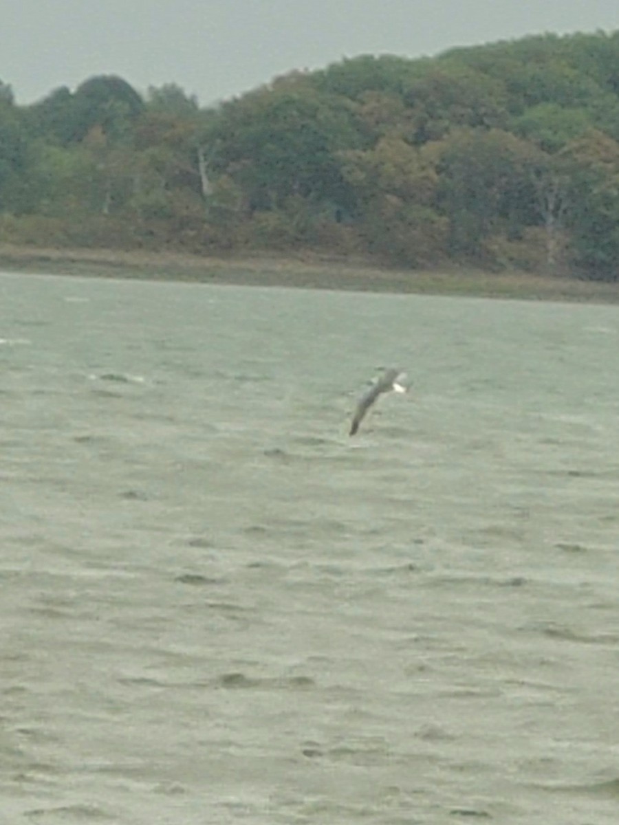 Gaviota Guanaguanare - ML623961315