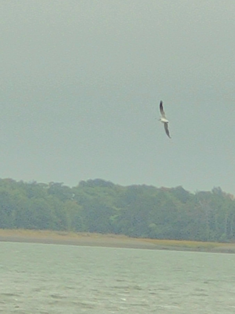 Laughing Gull - ML623961316